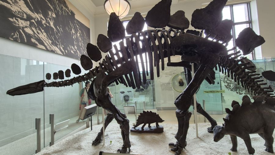 מוזיאון הטבע